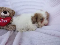 Coming soon!!, a  Poodle - Miniature  for sale in Buncombe, IL – Photo 7 of 7