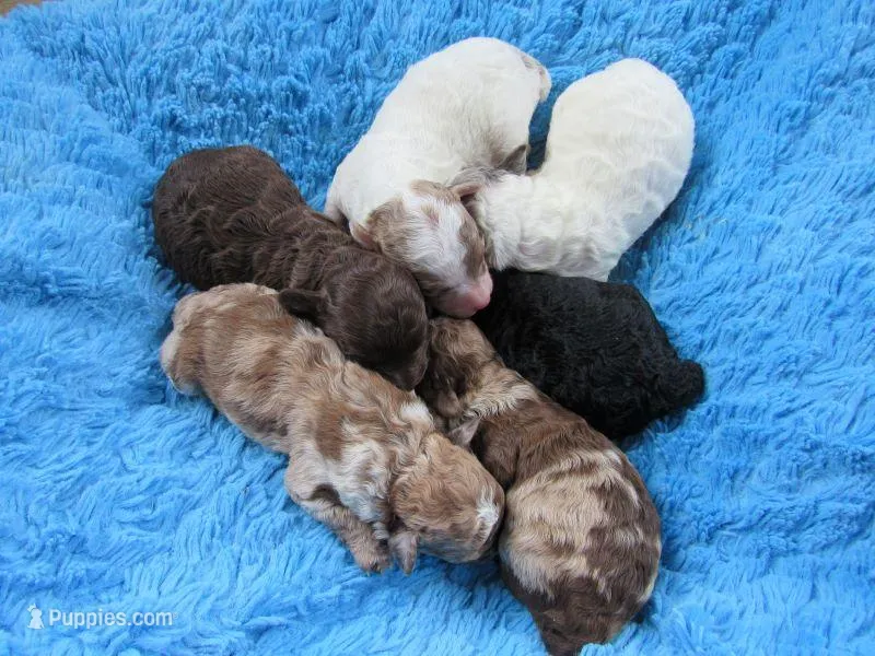They have arrived!! – Poodle - Miniature  puppy for sale in Buncombe, IL