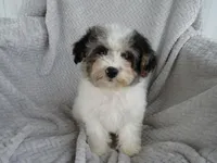 Coming soon!!, a  Poodle - Miniature  for sale in Buncombe, IL – Photo 6 of 7
