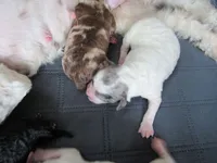 They have arrived!!, a female Poodle - Miniature  for sale in Buncombe, IL – Photo 2 of 7