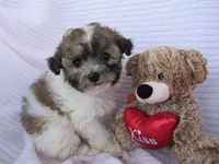 Coming soon!!, a  Poodle - Miniature  for sale in Buncombe, IL – Photo 4 of 7