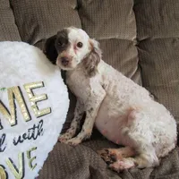 They have arrived!!, a female Poodle - Miniature  for sale in Buncombe, IL – Photo 5 of 7