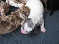 They have arrived!!, a female Poodle - Miniature  for sale in Buncombe, IL – Photo 4 of 7