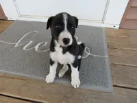 Heidi, a female Siberian Husky and Labrador Retriever for sale in Buncombe, IL – 2 of 9