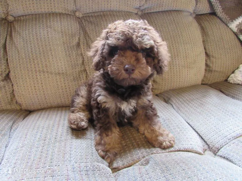 Hunter – Poodle - Miniature  puppy for sale in Buncombe, IL