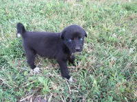 Freya, a female Siberian Husky and Labrador Retriever for sale in Buncombe, IL – 2 of 6