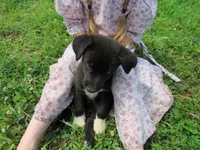 Wiggles, a female Siberian Husky and Labrador Retriever for sale in Buncombe, IL – 2 of 10
