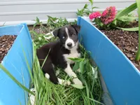 Rose, a female Siberian Husky and Labrador Retriever for sale in Buncombe, IL – 3 of 9