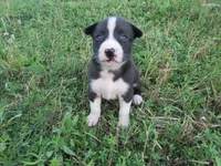 Heidi, a female Siberian Husky and Labrador Retriever for sale in Buncombe, IL – 4 of 6