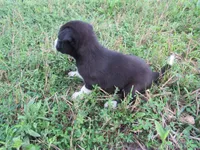 Heidi, a female Siberian Husky and Labrador Retriever for sale in Buncombe, IL – 2 of 6