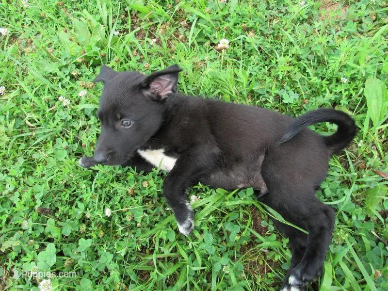 Max – Siberian Husky, Labrador Retriever puppy for sale in Buncombe, IL