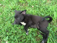 Max, a male Siberian Husky and Labrador Retriever for sale in Buncombe, IL – 1 of 9