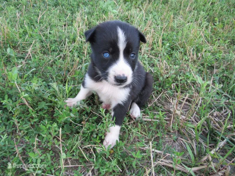 Rose – Siberian Husky, Labrador Retriever puppy for sale in Buncombe, IL