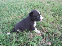 Heidi, a female Siberian Husky and Labrador Retriever for sale in Buncombe, IL – 3 of 6