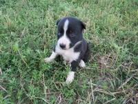 Rose, a female Siberian Husky and Labrador Retriever for sale in Buncombe, IL – 2 of 7