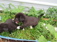Toby, a male Siberian Husky and Labrador Retriever for sale in Buncombe, IL – 4 of 10