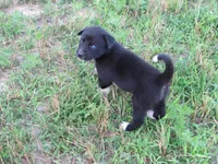 Kate, a female Siberian Husky and Labrador Retriever for sale in Buncombe, IL – 3 of 5