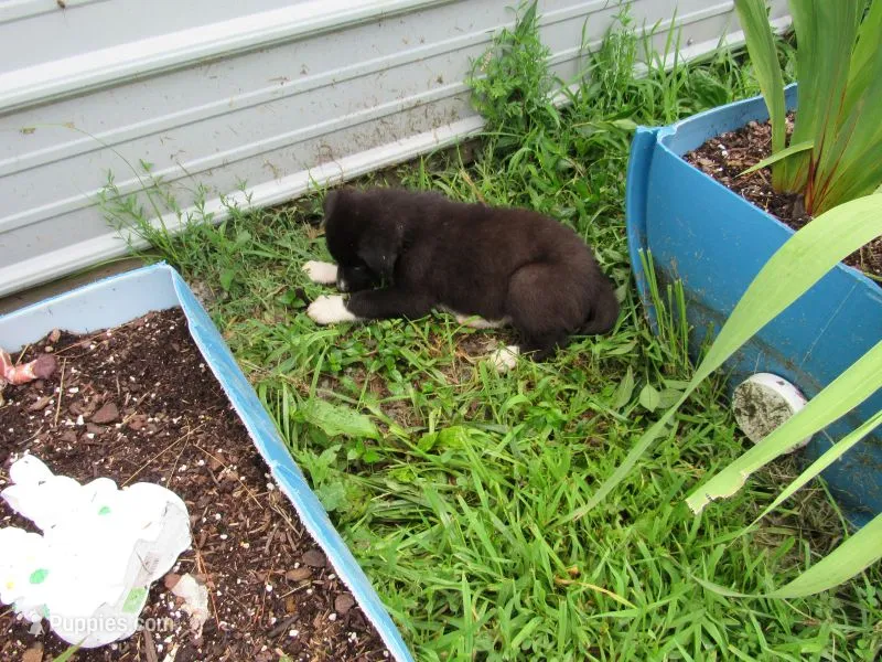 Toby – Siberian Husky, Labrador Retriever puppy for sale in Buncombe, IL