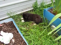 Toby, a male Siberian Husky and Labrador Retriever for sale in Buncombe, IL – 1 of 10