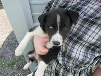 Rose, a female Siberian Husky and Labrador Retriever for sale in Buncombe, IL – 4 of 9