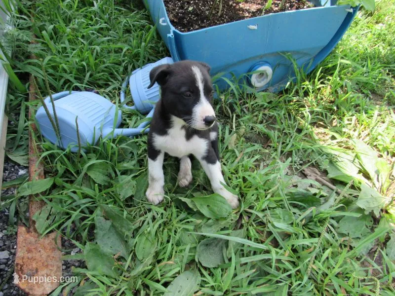 Heidi – Siberian Husky, Labrador Retriever puppy for sale in Buncombe, IL