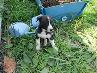Heidi, a female Siberian Husky and Labrador Retriever for sale in Buncombe, IL – 1 of 9