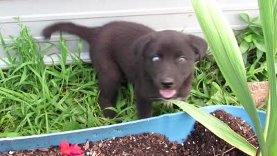 Wiggles, a female Siberian Husky and Labrador Retriever for sale in Buncombe, IL – 7 of 10