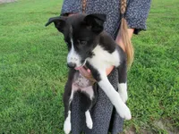 Rose $20!!, a female Siberian Husky and Labrador Retriever for sale in Buncombe, IL – 5 of 10