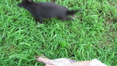 Mia, a female Siberian Husky and Labrador Retriever for sale in Buncombe, IL – 4 of 9
