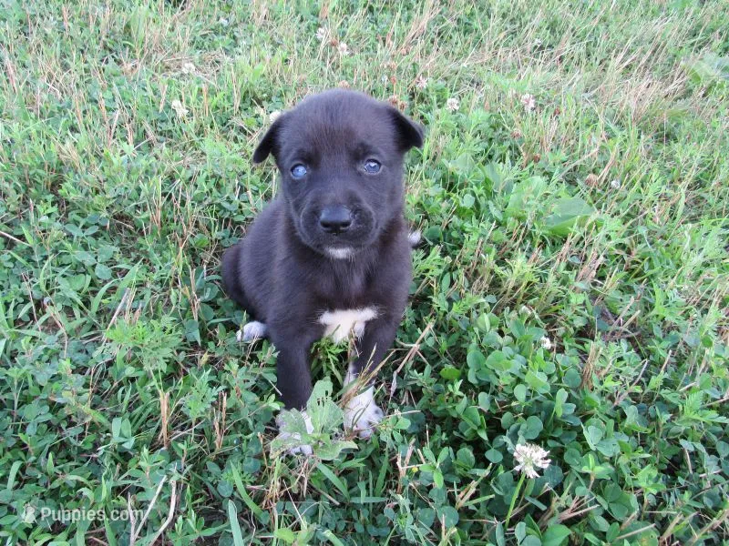 Mia – Siberian Husky, Labrador Retriever puppy for sale in Buncombe, IL