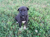 Mia, a female Siberian Husky and Labrador Retriever for sale in Buncombe, IL – 1 of 7