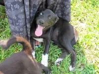 Mia $20!!, a female Siberian Husky and Labrador Retriever for sale in Buncombe, IL – 2 of 9
