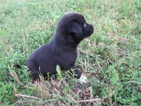 Wiggles, a female Siberian Husky and Labrador Retriever for sale in Buncombe, IL – 4 of 6