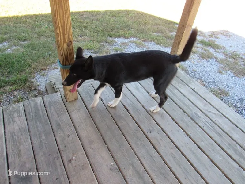Jenny free!! – Siberian Husky, Labrador Retriever puppy for sale in Buncombe, IL