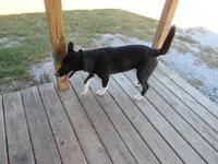 Jenny free!!, a female Siberian Husky and Labrador Retriever for sale in Buncombe, IL – 1 of 8