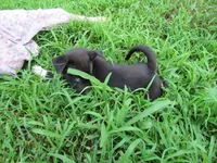 Mia, a female Siberian Husky and Labrador Retriever for sale in Buncombe, IL – 2 of 9