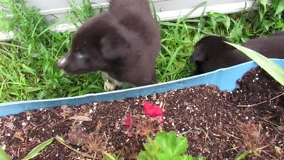Toby, a male Siberian Husky and Labrador Retriever for sale in Buncombe, IL – 8 of 10