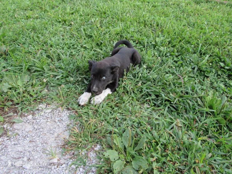 Kate – Siberian Husky, Labrador Retriever puppy for sale in Buncombe, IL