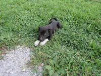 Kate $20!!, a female Siberian Husky and Labrador Retriever for sale in Buncombe, IL – 1 of 9