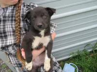 Tiny, a female Siberian Husky and Labrador Retriever for sale in Buncombe, IL – 3 of 7