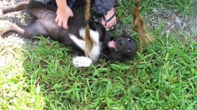 Mia $20!!, a female Siberian Husky and Labrador Retriever for sale in Buncombe, IL – 9 of 9