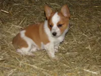 Feather, a female Australian Cattle Dog and Pembroke Welsh Corgi for sale in Buncombe, IL – Photo 4 of 4
