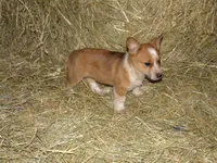 Feather, a female Australian Cattle Dog and Pembroke Welsh Corgi for sale in Buncombe, IL – Photo 3 of 4