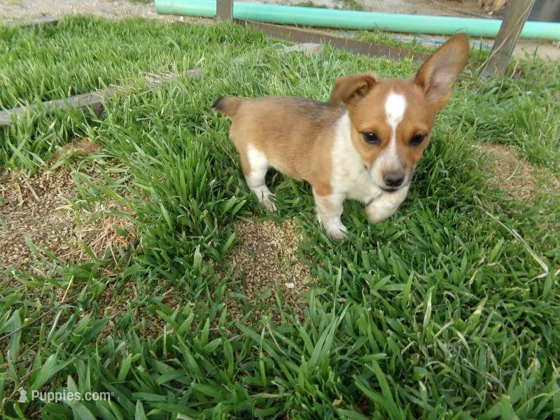 Feather – Australian Cattle Dog, Pembroke Welsh Corgi puppy for sale in Buncombe, IL