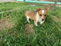 Feather, a female Australian Cattle Dog and Pembroke Welsh Corgi for sale in Buncombe, IL – Photo 1 of 4