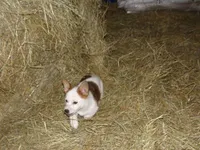 Feather, a female Australian Cattle Dog and Pembroke Welsh Corgi for sale in Buncombe, IL – Photo 2 of 4