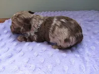 Raine, a female Poodle - Miniature  for sale in Buncombe, IL – Photo 5 of 8