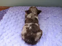 Raine, a female Poodle - Miniature  for sale in Buncombe, IL – Photo 6 of 8