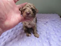 Raine, a female Poodle - Miniature  for sale in Buncombe, IL – Photo 3 of 8