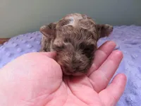 Raine, a female Poodle - Miniature  for sale in Buncombe, IL – Photo 2 of 8